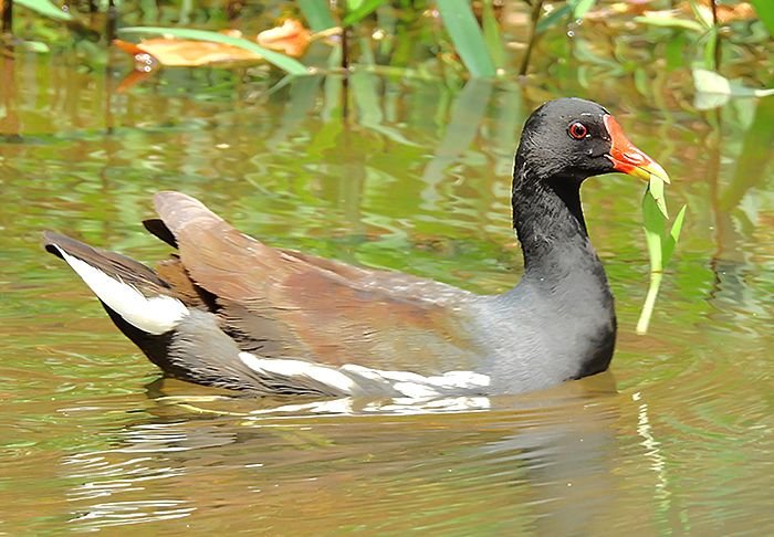 Common Moorhen